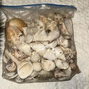 Gallon bag of seashells various sizes